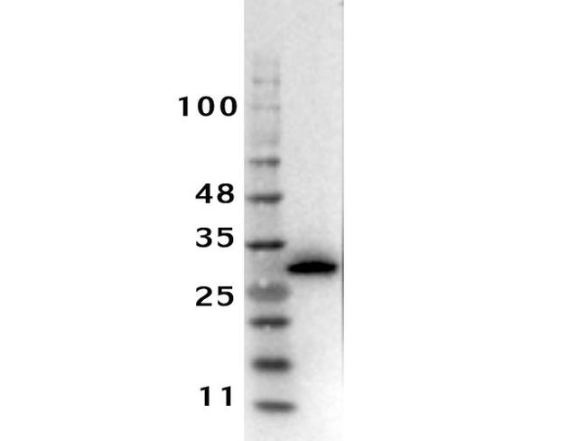 RFP Antibody in Western Blot (WB)