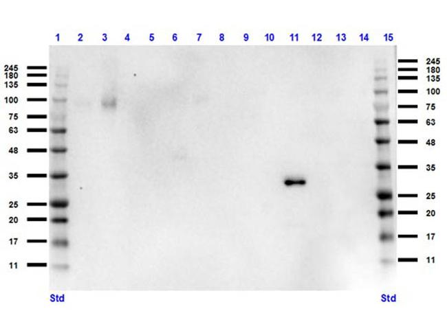 RFP Antibody in Western Blot (WB)