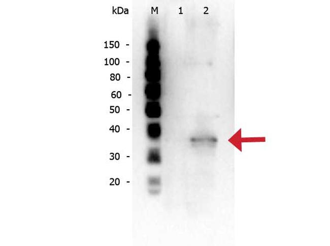 Mcl-1 Antibody in Western Blot (WB)