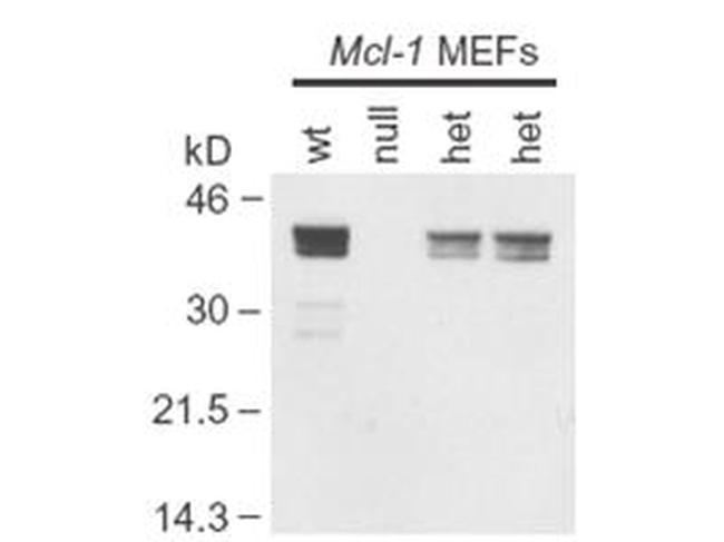 Mcl-1 Antibody in Western Blot (WB)