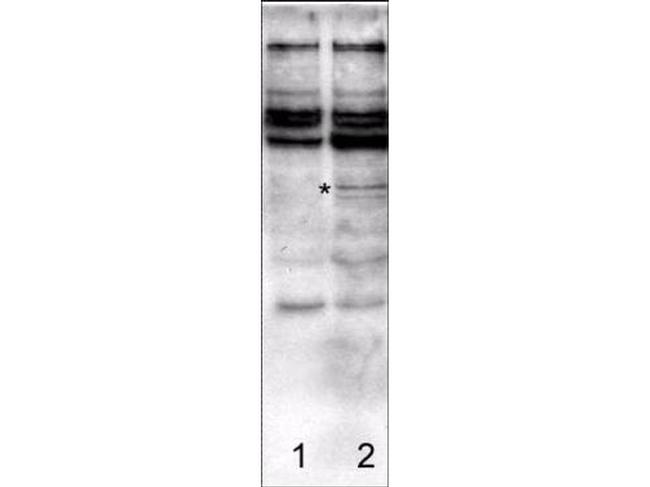 Caspase-2 Antibody in Western Blot (WB)