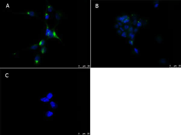 PPAR alpha Antibody in Immunocytochemistry (ICC/IF)