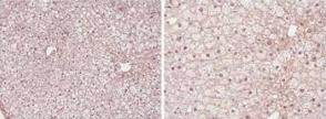 PPAR alpha Antibody in Immunohistochemistry (Paraffin) (IHC (P))