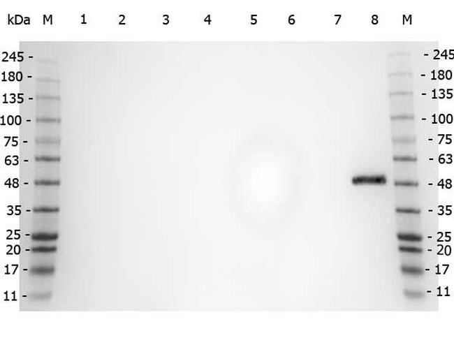 PPAR alpha Antibody in Western Blot (WB)