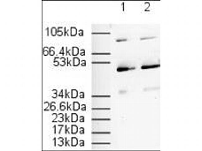 PPAR alpha Antibody in Western Blot (WB)