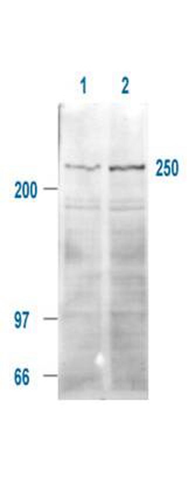 Phospho-mTOR (Ser2448) Antibody in Western Blot (WB)