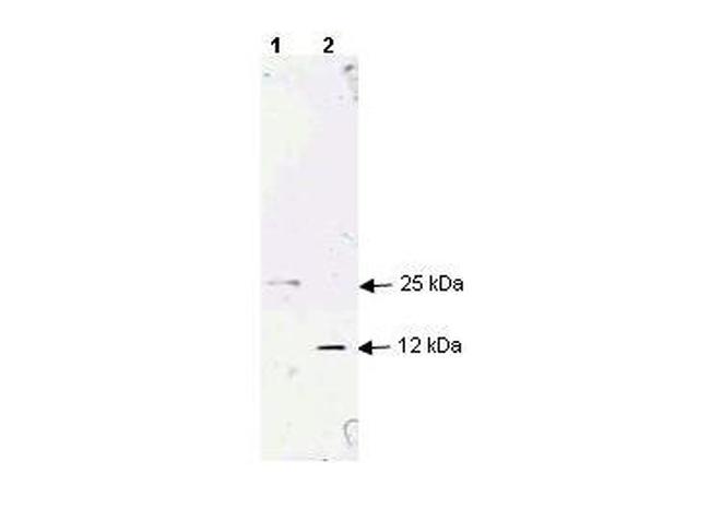 TGF beta 1 Antibody in Western Blot (WB)