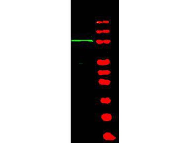 BACH1 Antibody in Western Blot (WB)