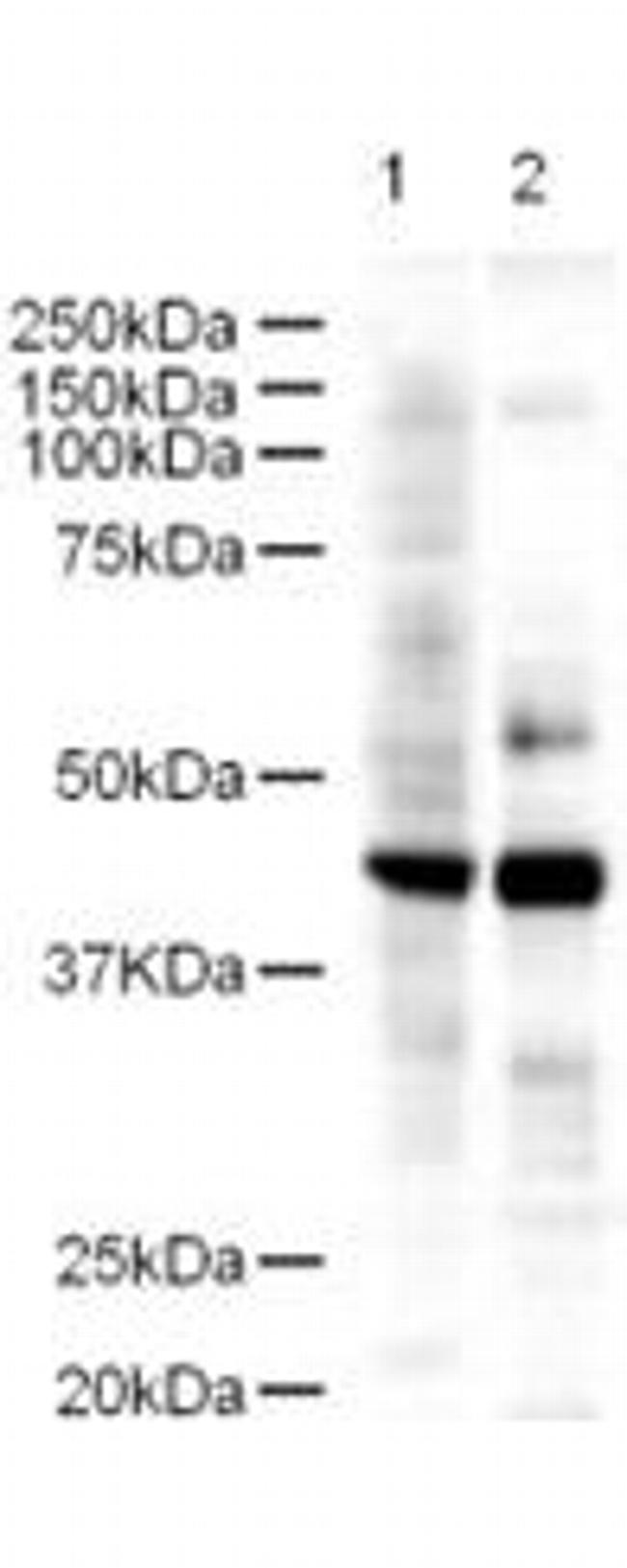 Ldb2 Antibody in Western Blot (WB)