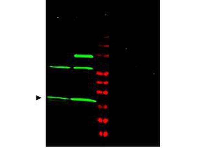 MAD2L1 Antibody in Western Blot (WB)