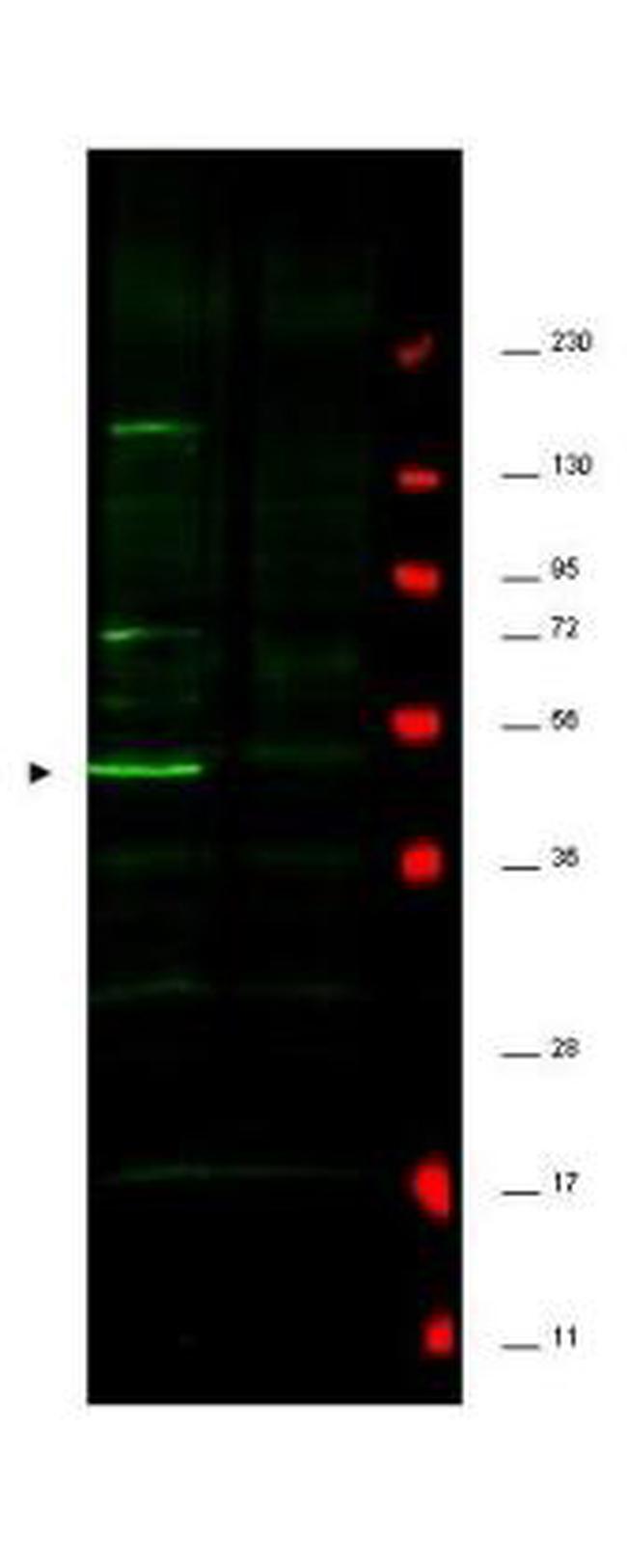 Fbp5A Antibody in Western Blot (WB)