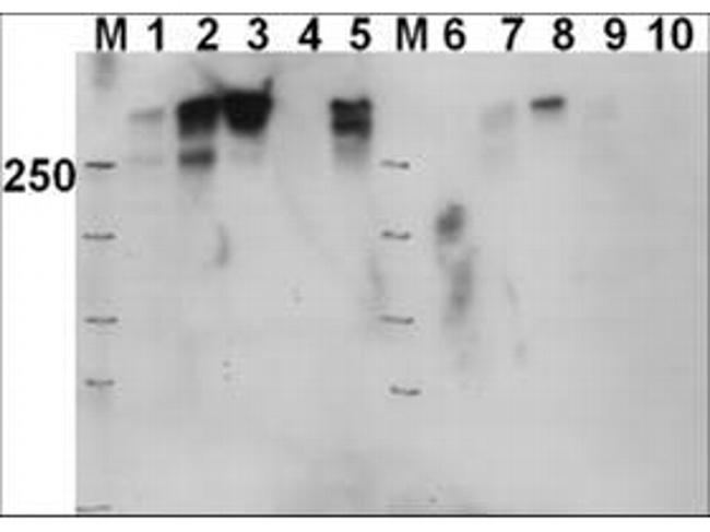 Phospho-DNA PKcs (Thr2609) Antibody in Western Blot (WB)