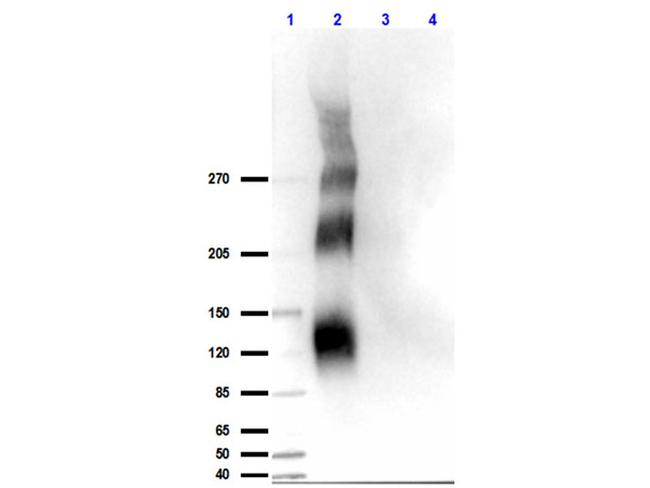 Phospho-DNA PKcs (Thr2609) Antibody in Western Blot (WB)