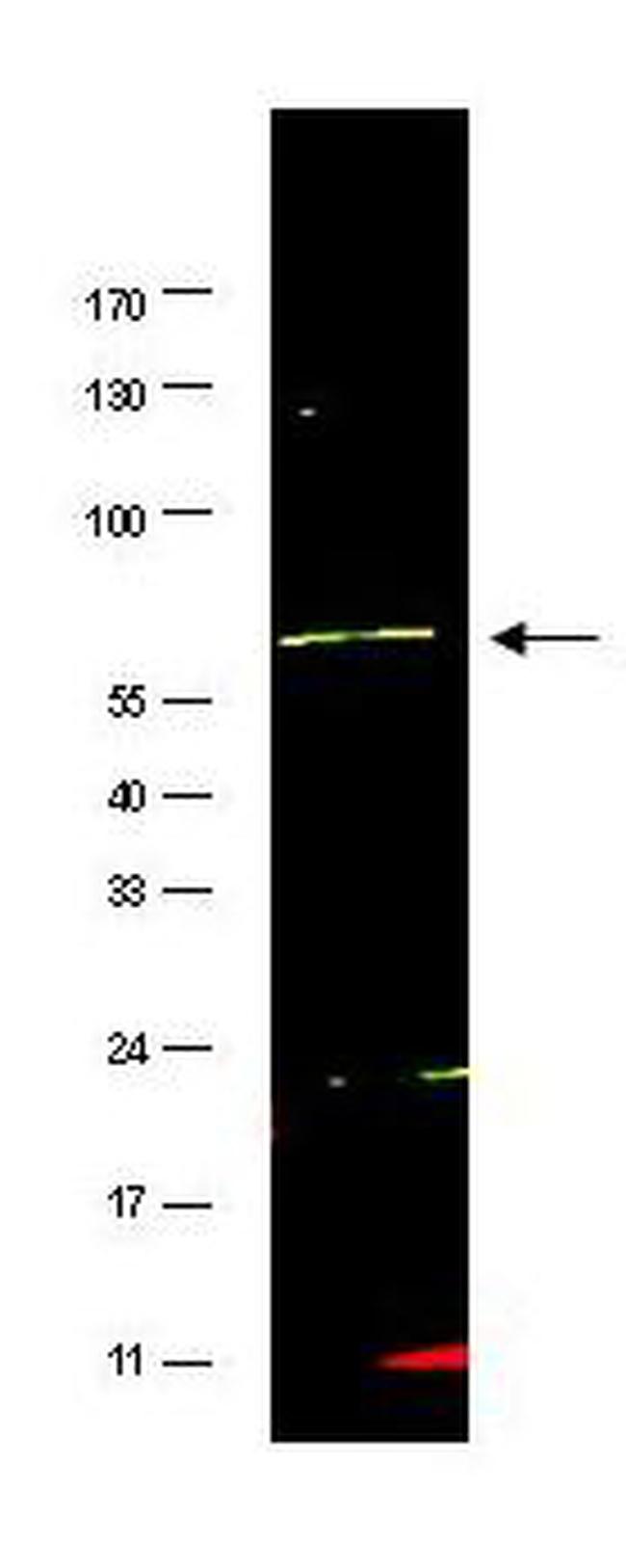 FANCG Antibody in Western Blot (WB)