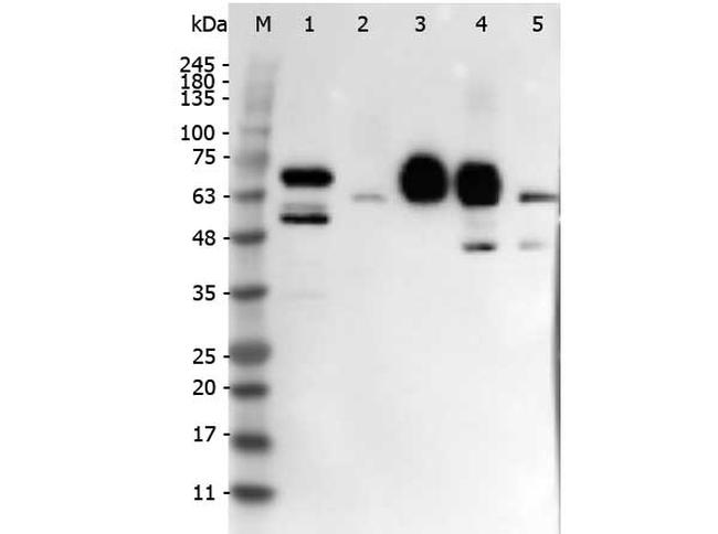 Delta-4 Antibody in Western Blot (WB)