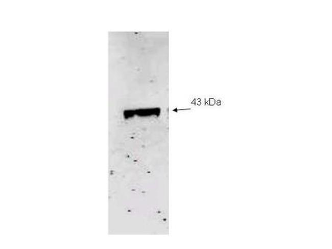 Neuraminidase (Neu2) Antibody in Western Blot (WB)