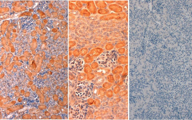 Delta-1 Antibody in Immunohistochemistry (Paraffin) (IHC (P))