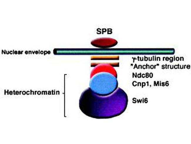 Swi6 Antibody