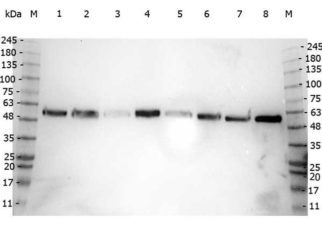 alpha-Tubulin Antibody in Western Blot (WB)