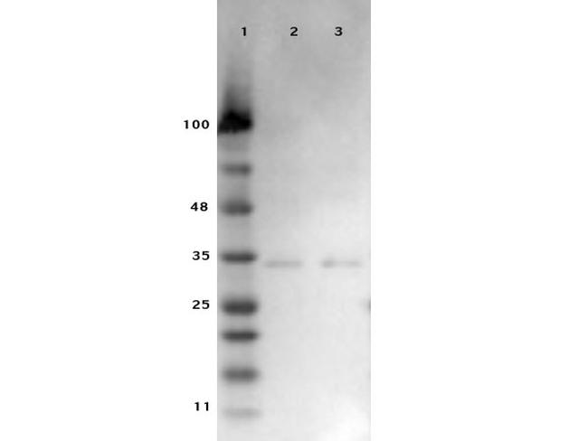 VDAC/Porin Antibody in Western Blot (WB)