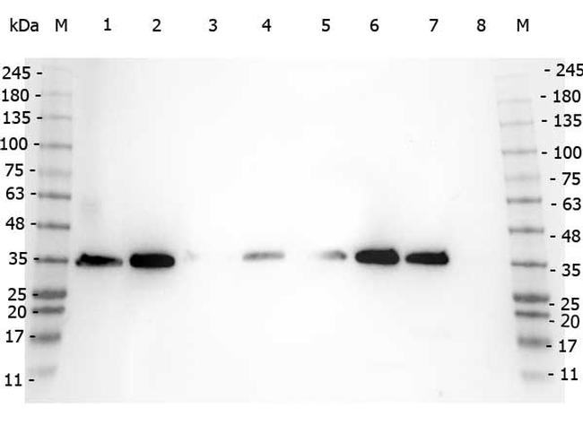 VDAC/Porin Antibody in Western Blot (WB)