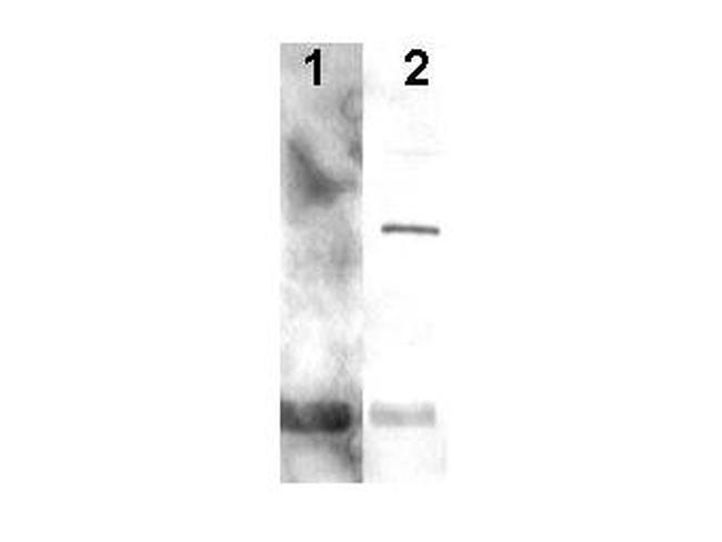 PCNA Antibody in Western Blot (WB)