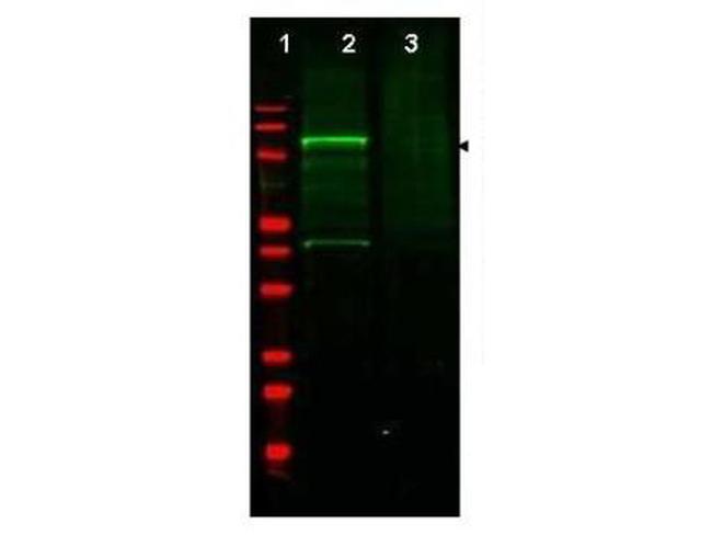 GGA3 Antibody in Western Blot (WB)