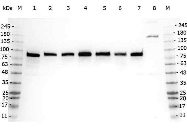 GGA3 Antibody in Western Blot (WB)