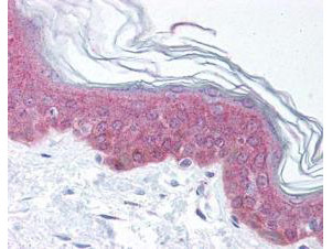 Phospho-Asap1 (Tyr782) Antibody in Immunohistochemistry (Paraffin) (IHC (P))