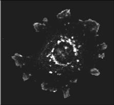 Asap1 Antibody in Immunocytochemistry (ICC/IF)