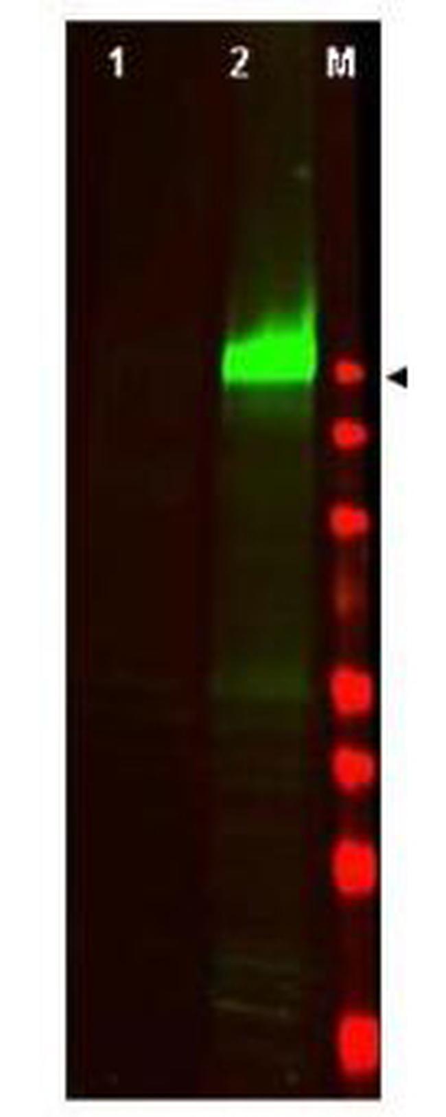 Phospho-EGFR (Tyr1197) Antibody in Western Blot (WB)
