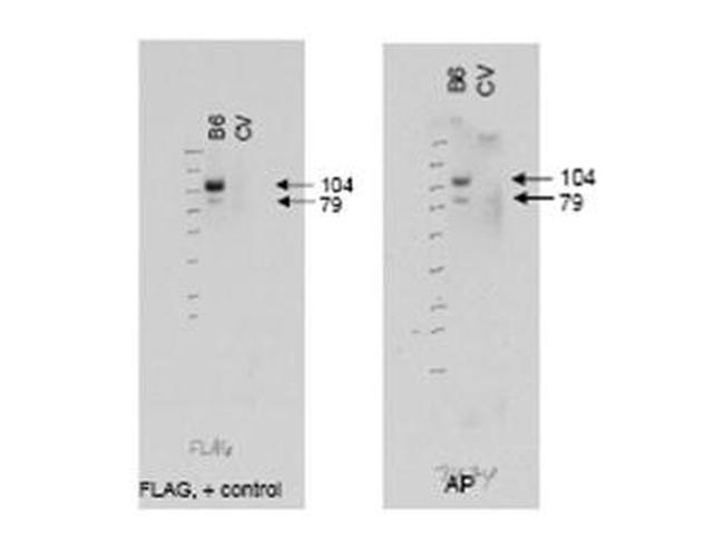 ABCB6 Antibody in Western Blot (WB)