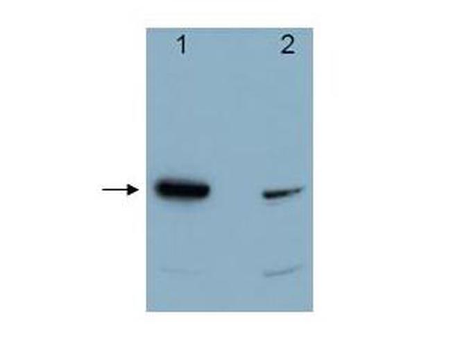 Pdcd4 Antibody in Western Blot (WB)