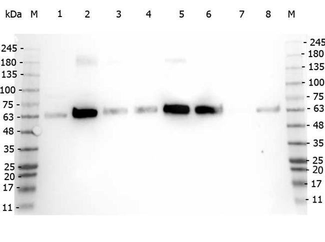 Pdcd4 Antibody in Western Blot (WB)