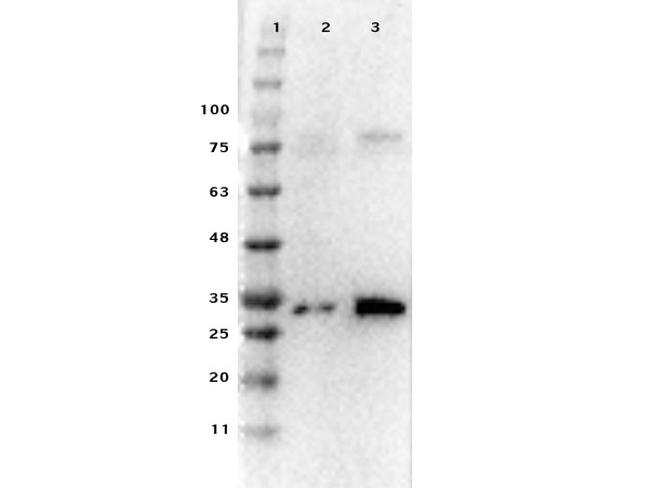 Pdcd4 Antibody in Western Blot (WB)