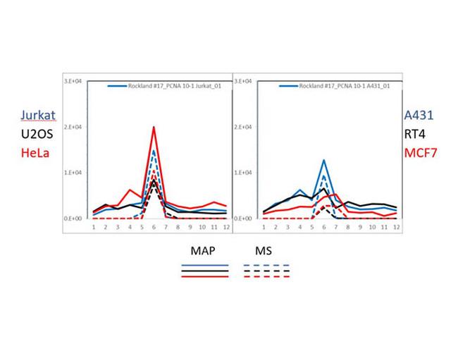 PCNA Antibody