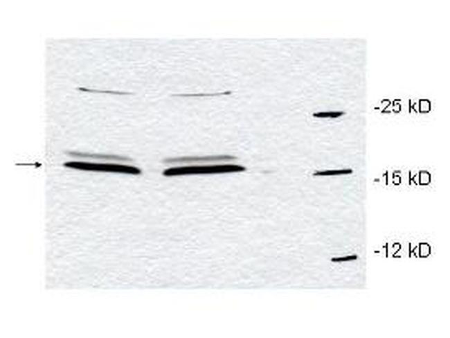 PIN1 Antibody in Western Blot (WB)