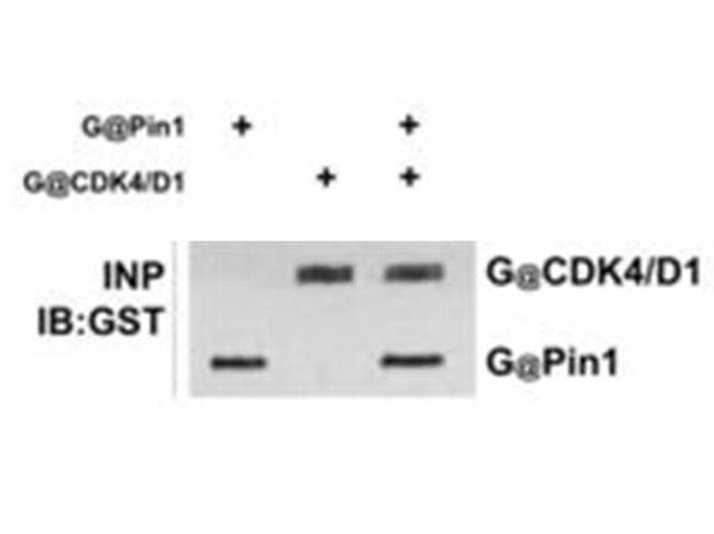 PIN1 Antibody in Western Blot (WB)