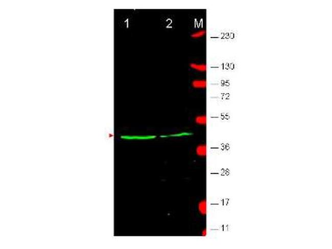 Wnt1 Antibody in Western Blot (WB)