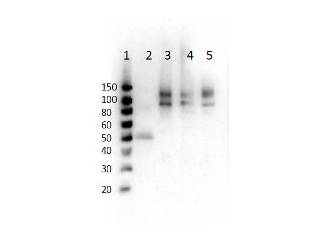 Phospho-Cenexin-1 (Ser796) Antibody in Western Blot (WB)