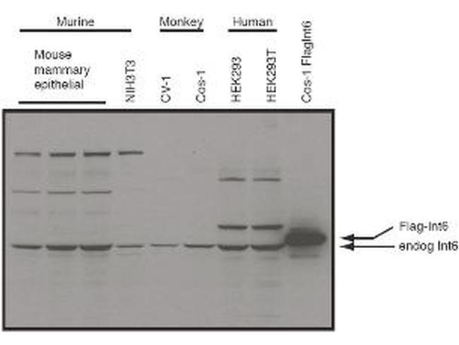 Eif3s6 Int6 Antibody in Western Blot (WB)