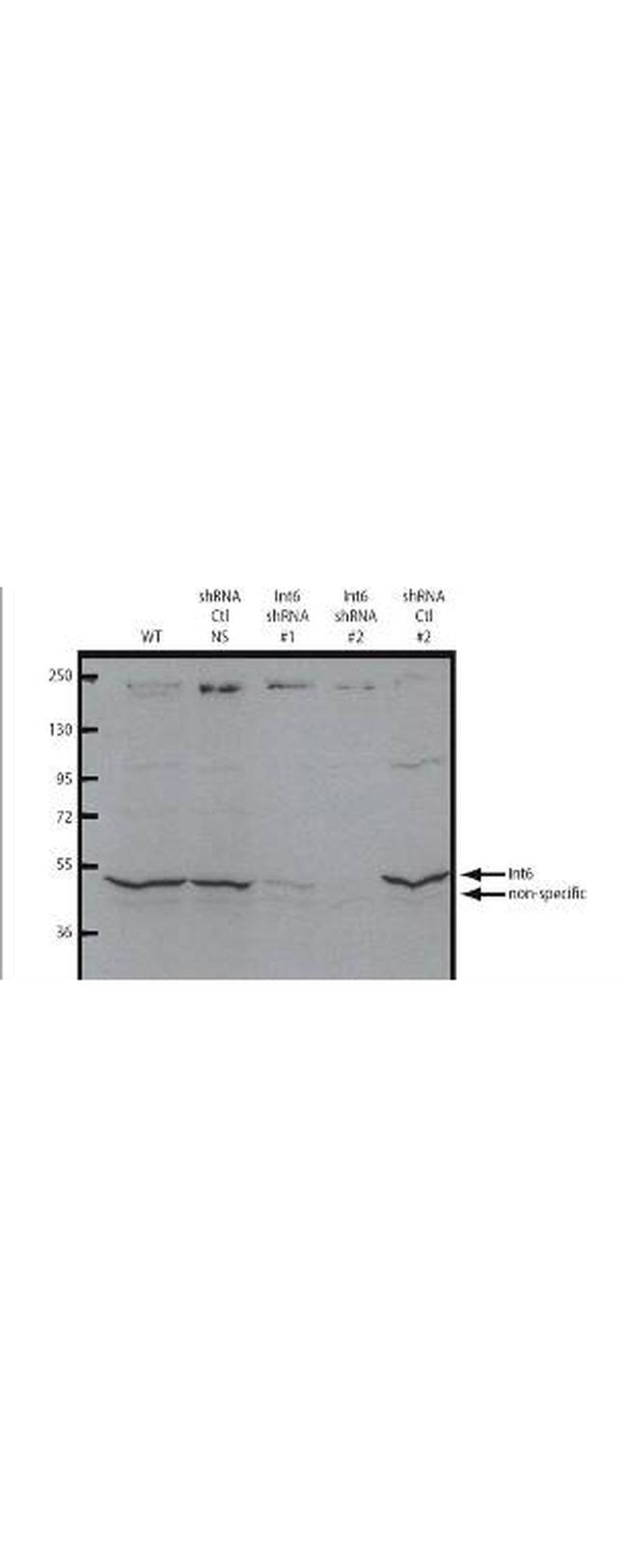 Eif3s6 Int6 Antibody in Western Blot (WB)