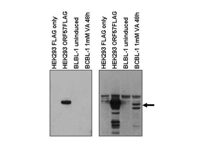 KSHV ORF57 Antibody in Western Blot (WB)