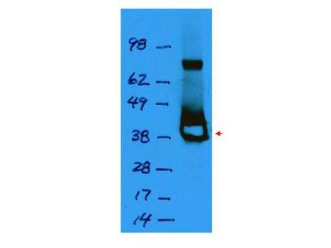 Lac I Antibody in Western Blot (WB)