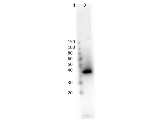 Lac I Antibody in Western Blot (WB)