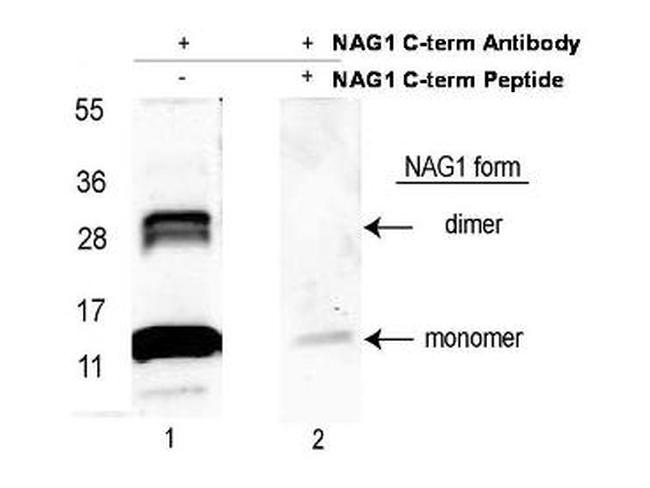 NAG-1 Antibody in Western Blot (WB)