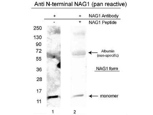 NAG-1 Antibody in Western Blot (WB)