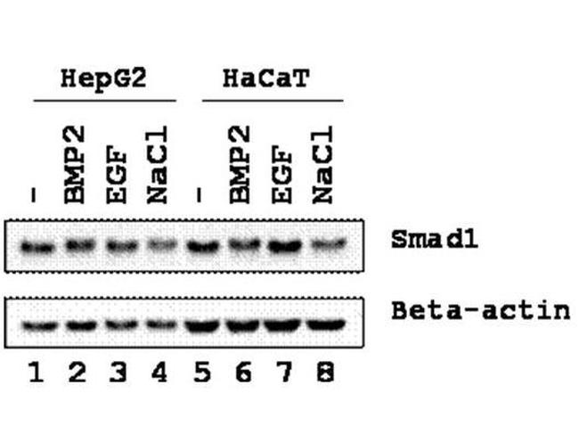 Phospho-SMAD1 (Ser206) Antibody in Western Blot (WB)