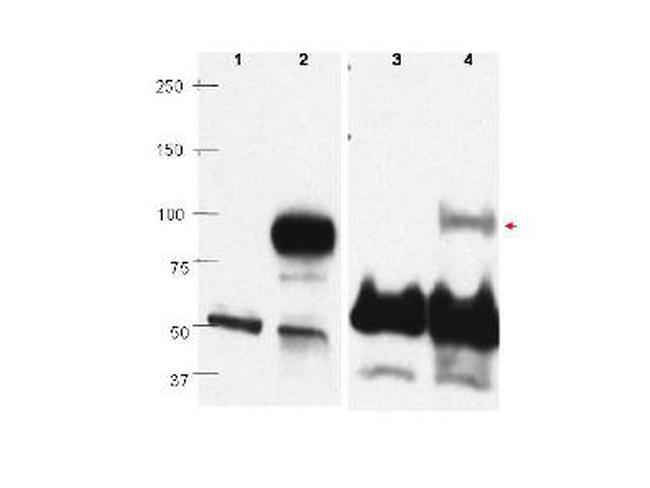 PRDM1 BLIMP1 Antibody in Western Blot (WB)