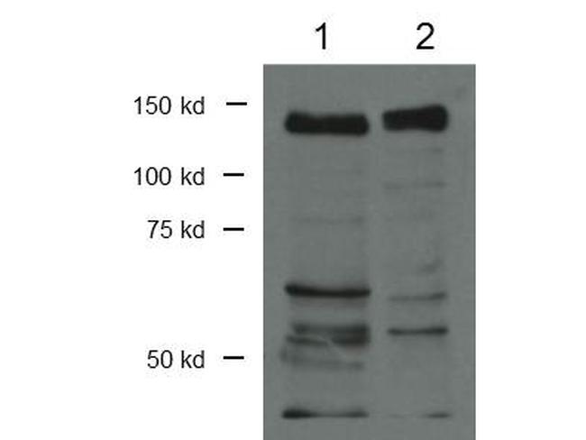 CTCF Antibody in Western Blot (WB)